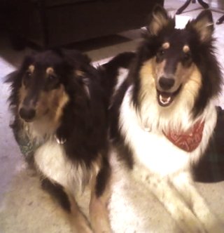 Kyrie and Kerby: Our Lovable, Lucky Dogs